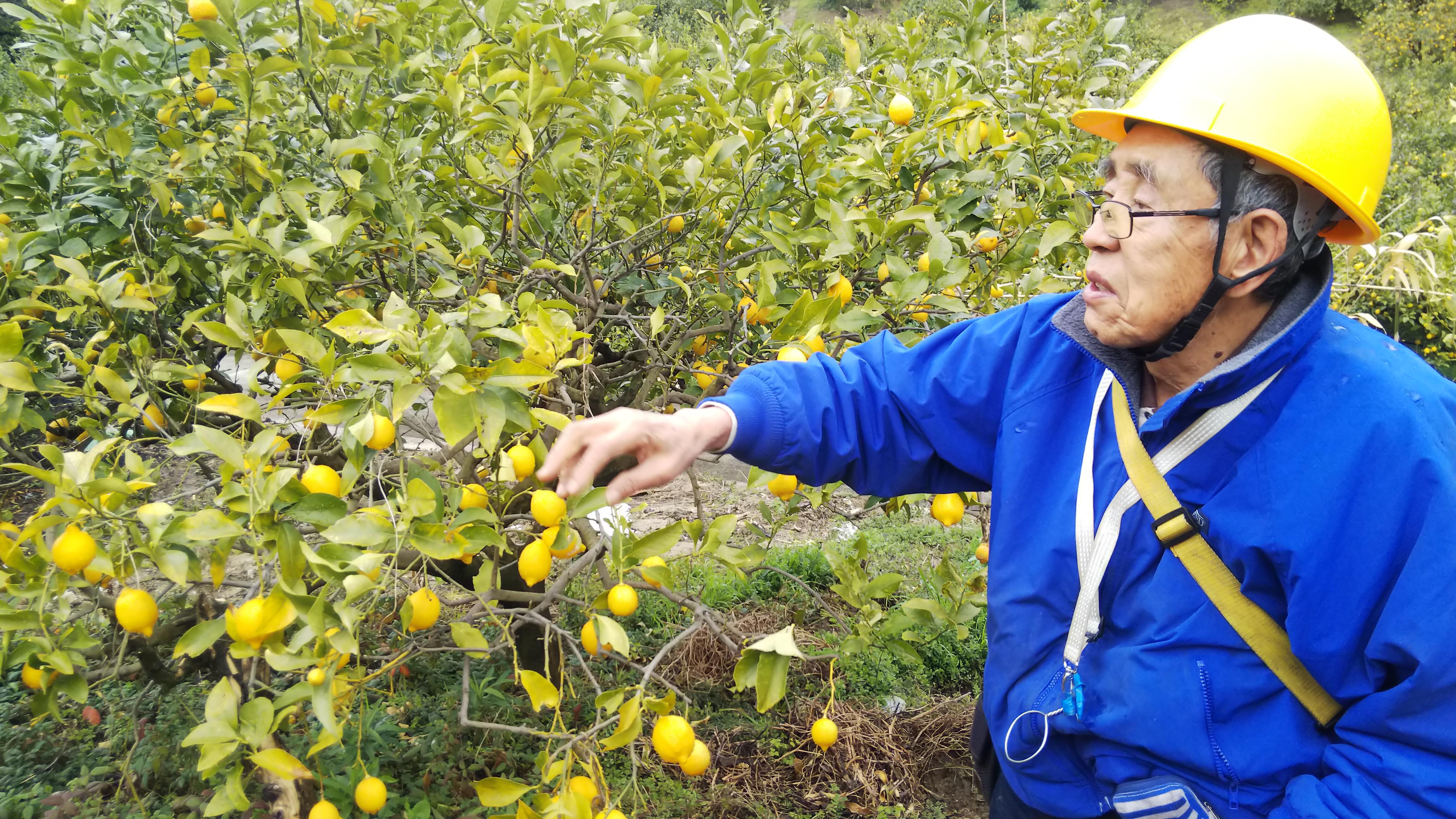 やさいバス 自然栽培 烏山農園瀬戸内レモン5キロ