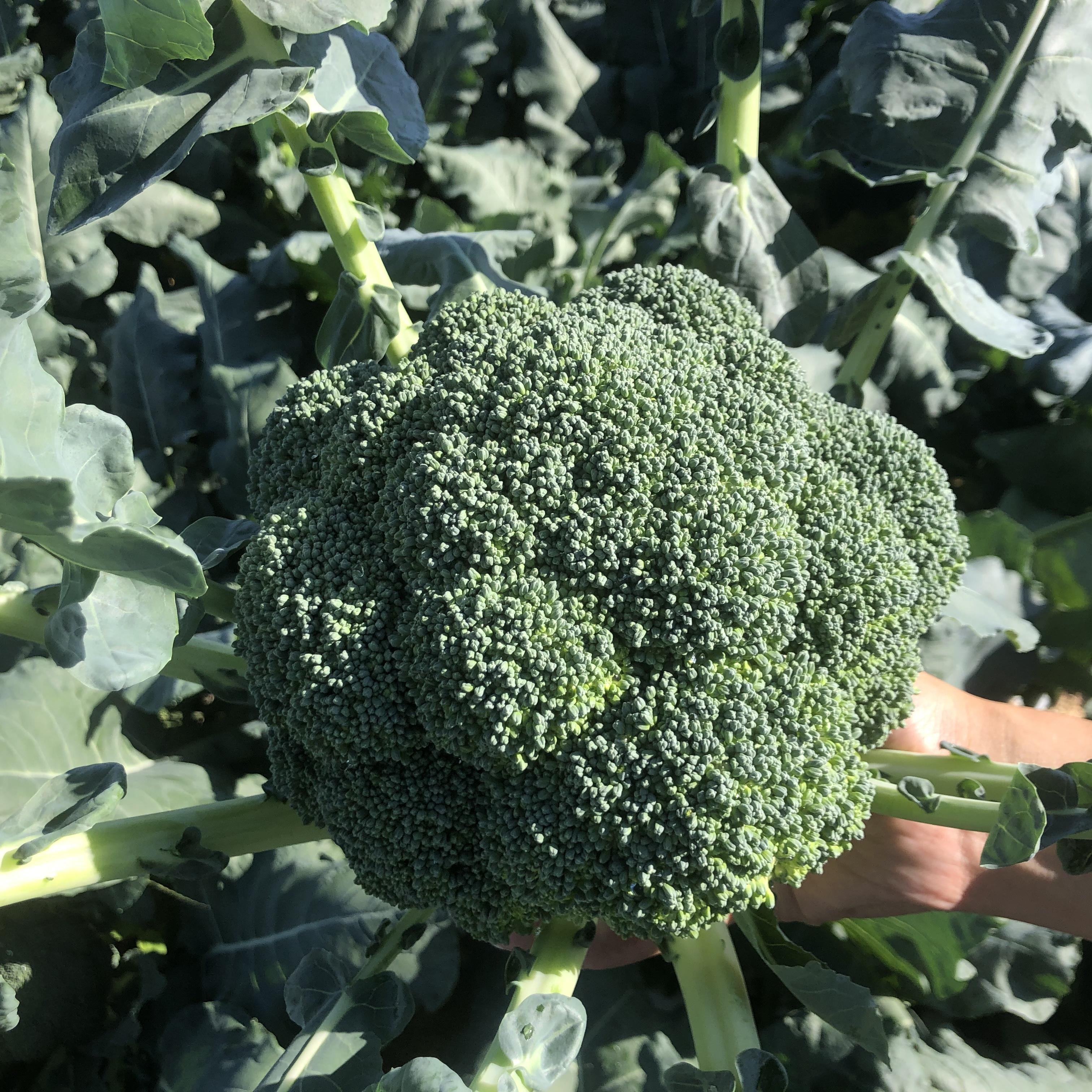 市場 日常の一般野菜 ブロッコリー 1株 食品のネットスーパー