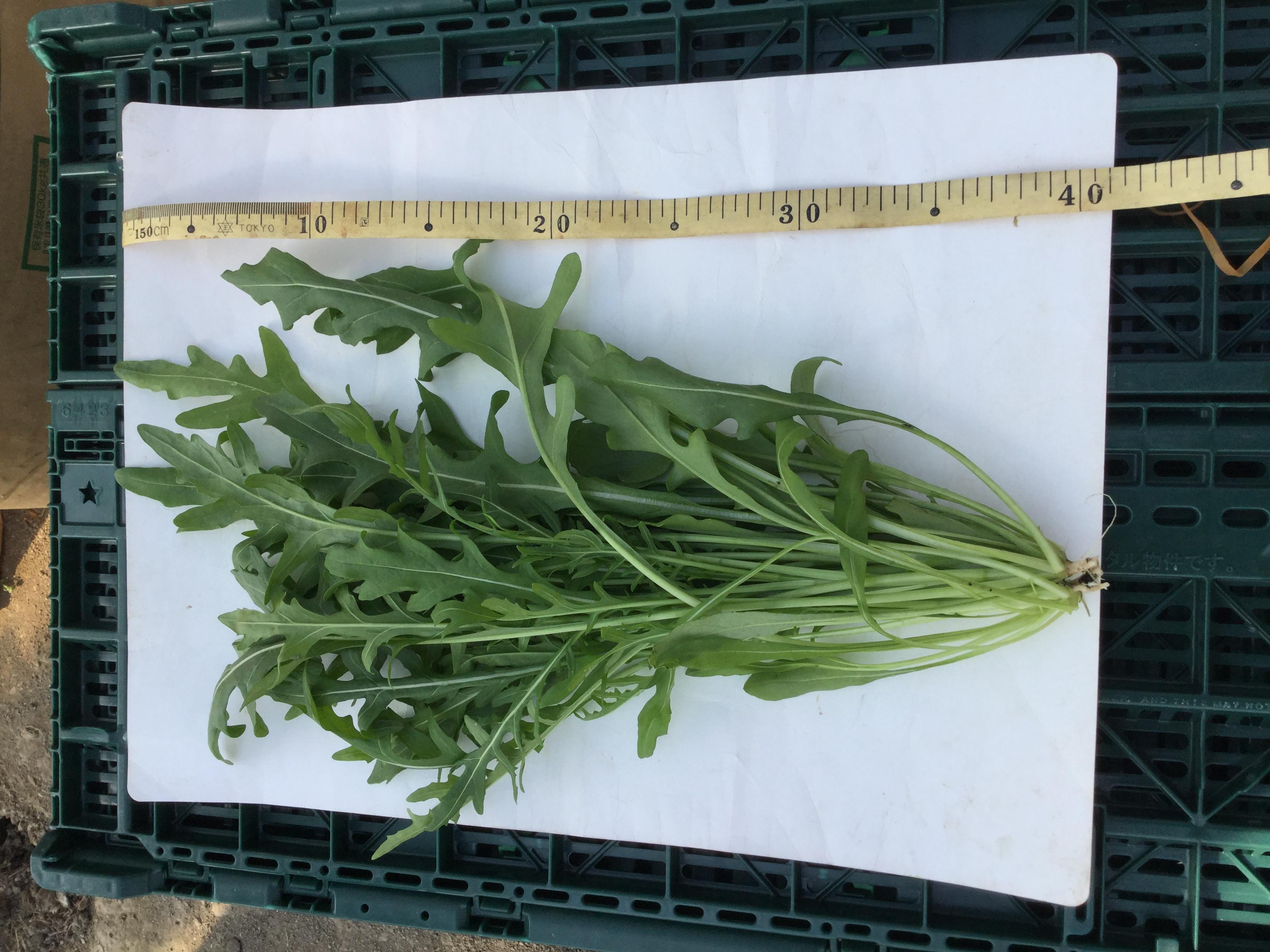 やさいバス セルバチコ ワイルドルッコラ