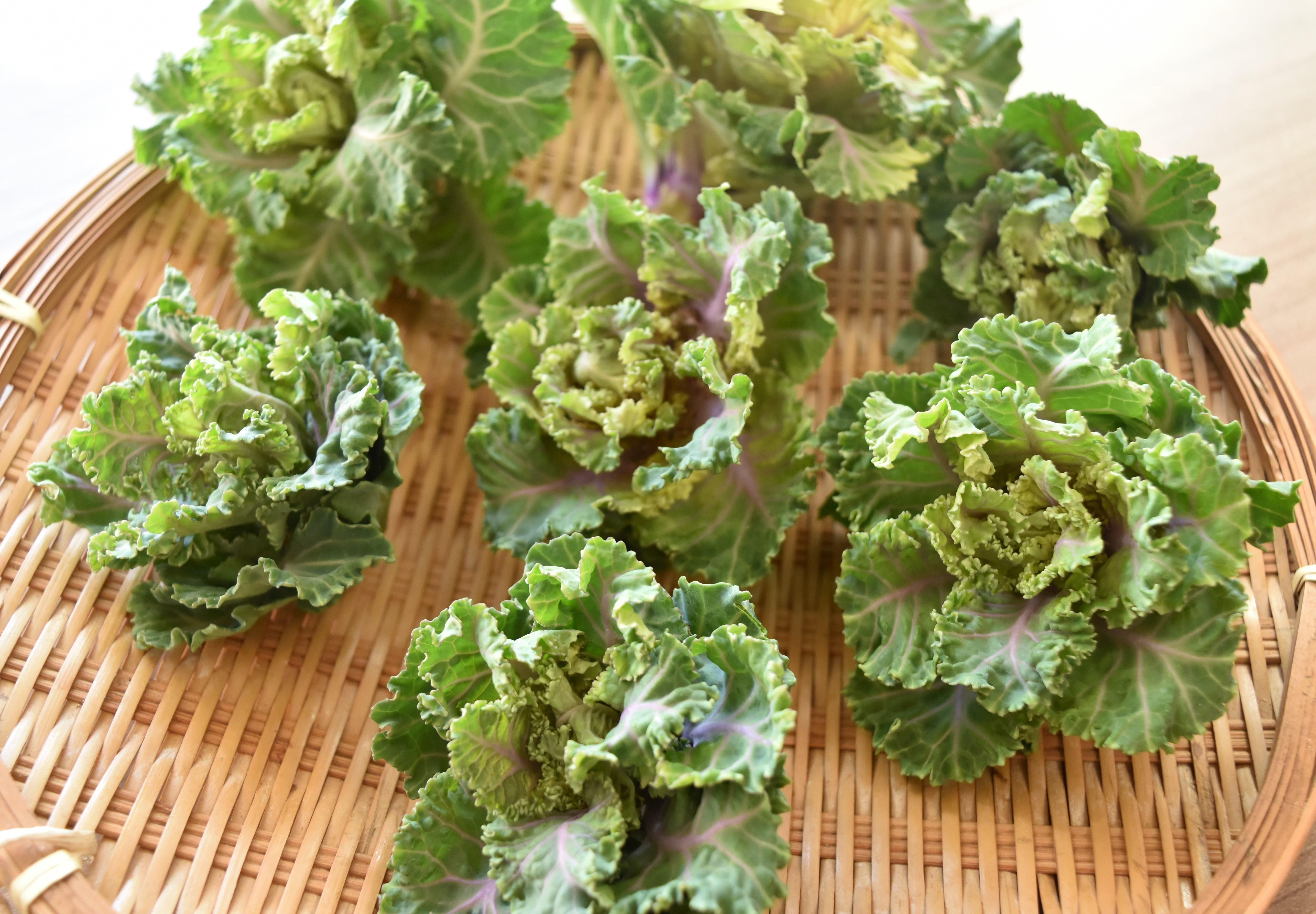 プロメストリエノ ユーロファームのリーフレット