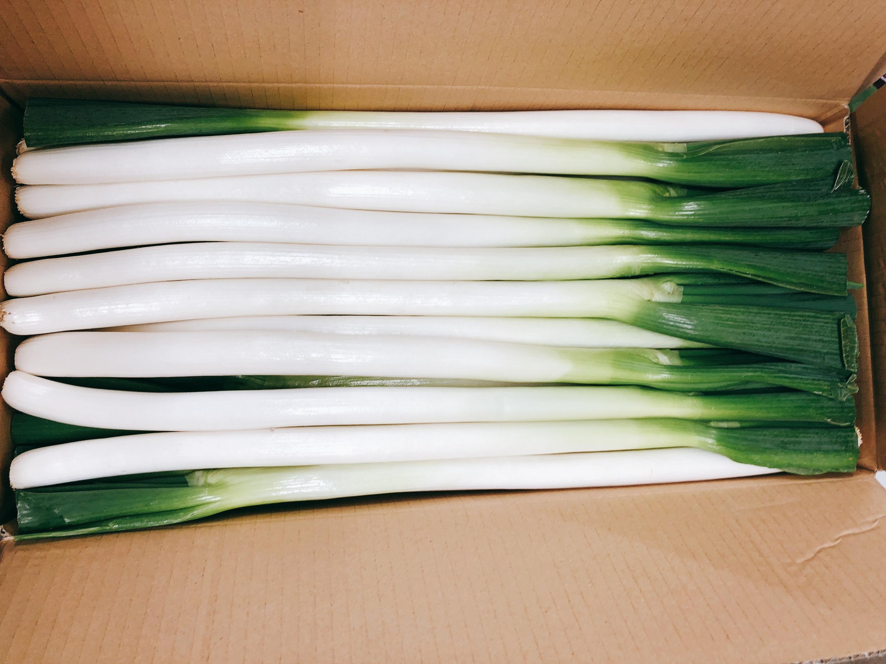 やさいバス 白ネギ