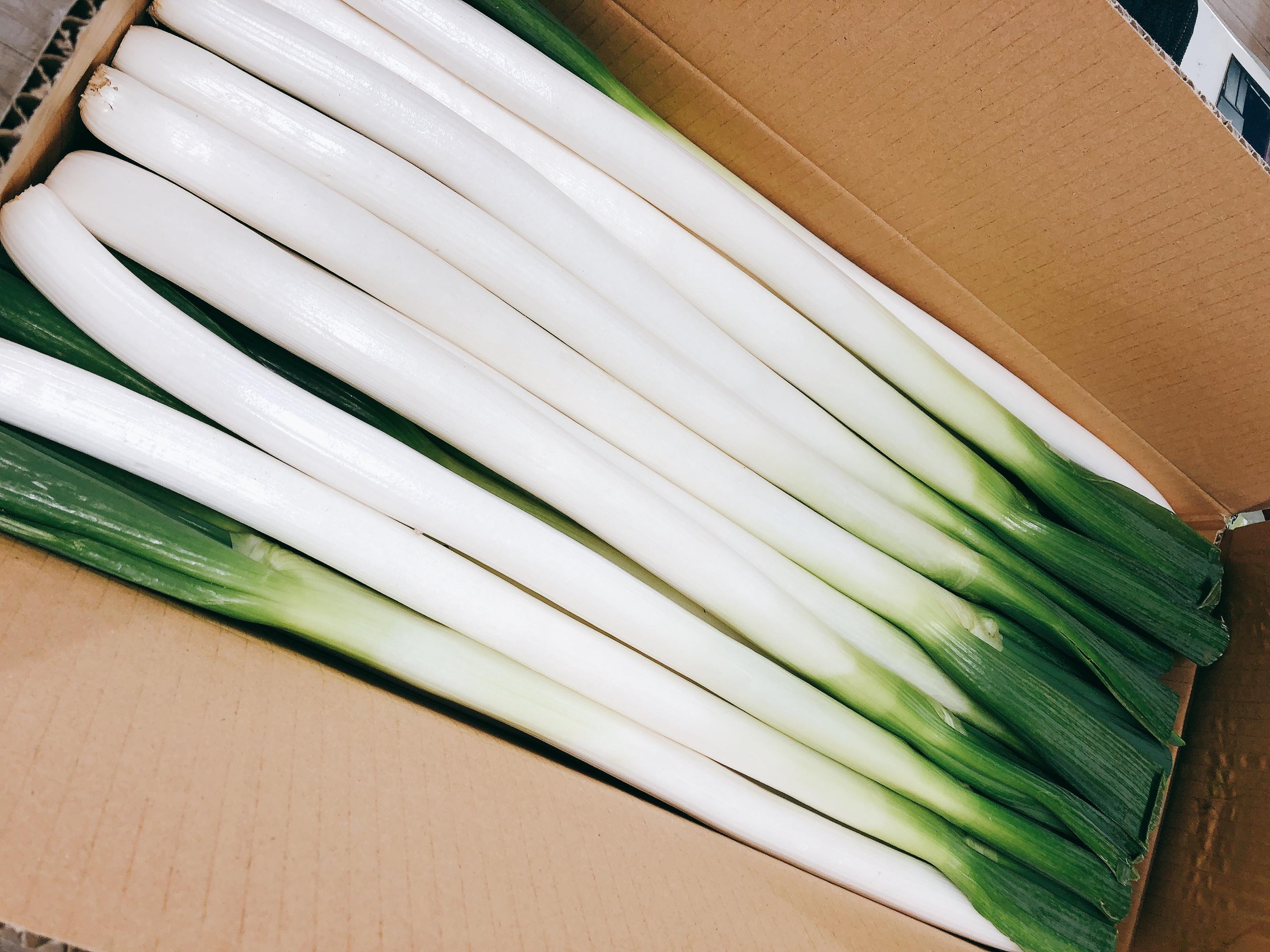 やさいバス 白ネギ