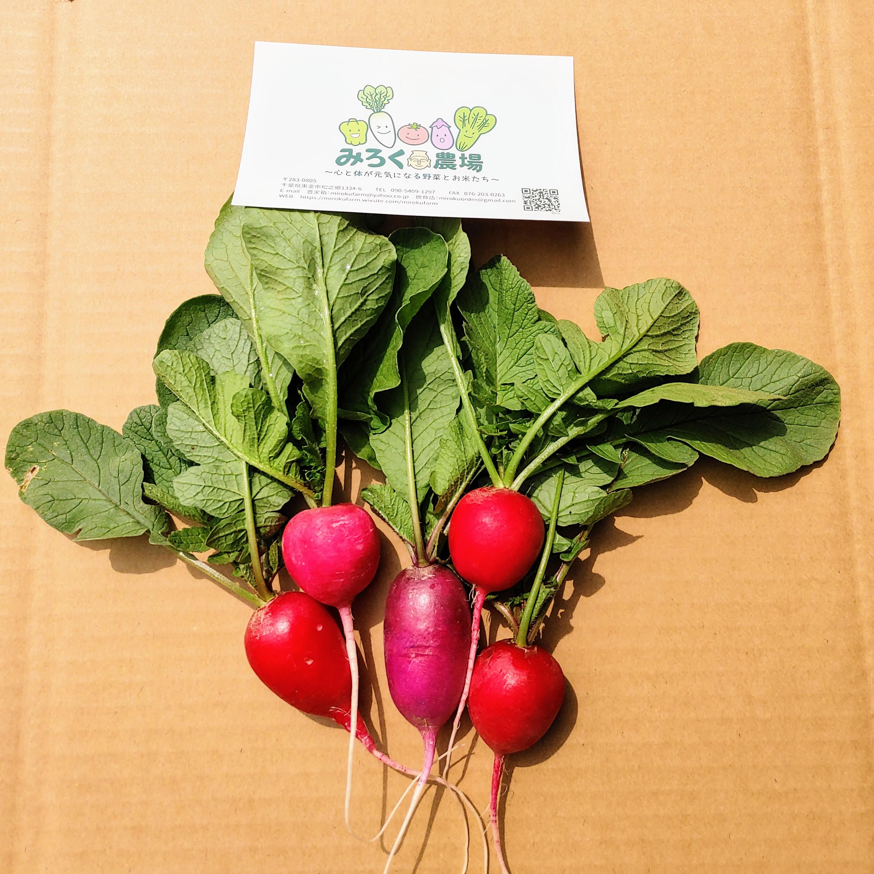 やさいバス ラディッシュ 二十日大根 農薬 化学肥料不使用