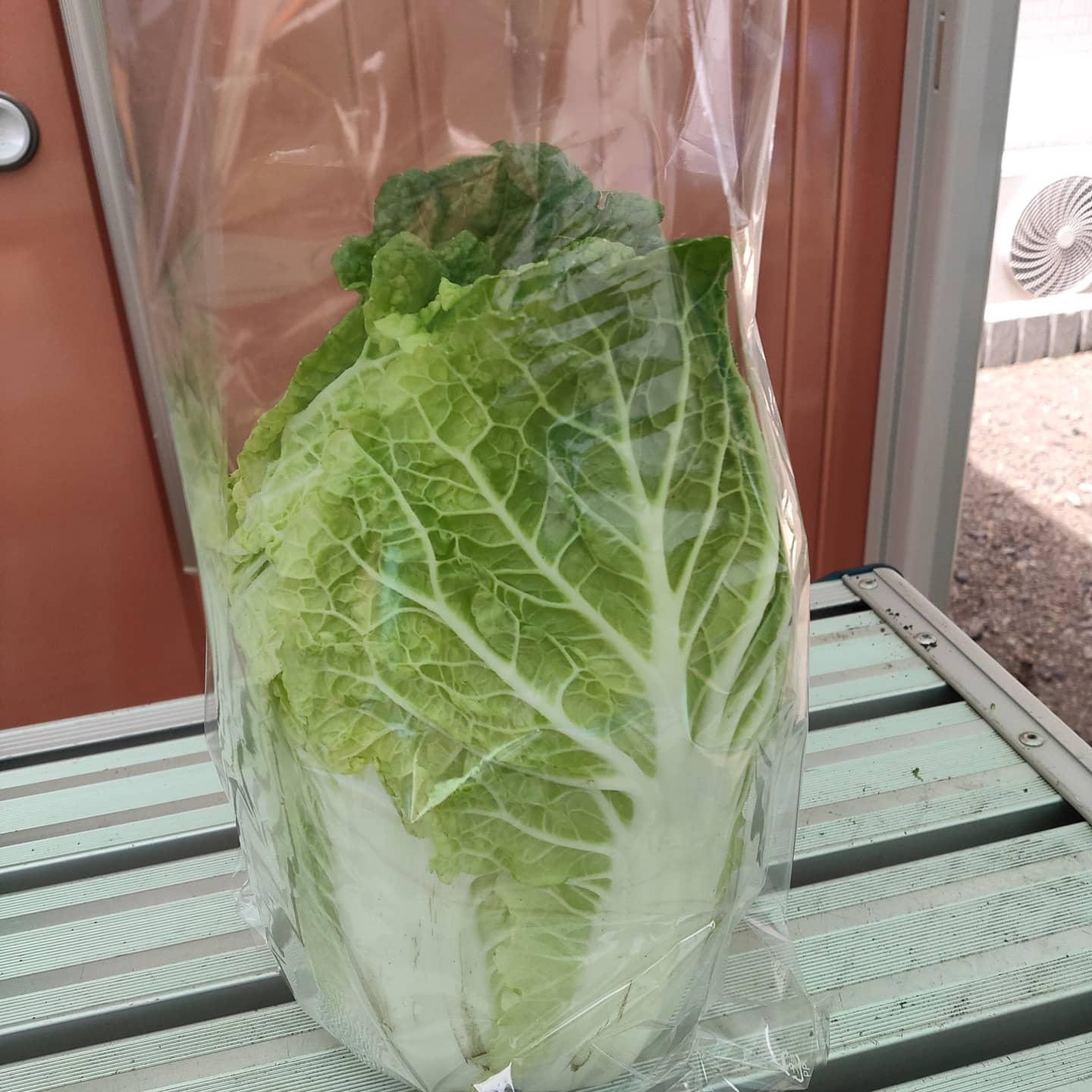 やさいバス ミニ白菜9個セット