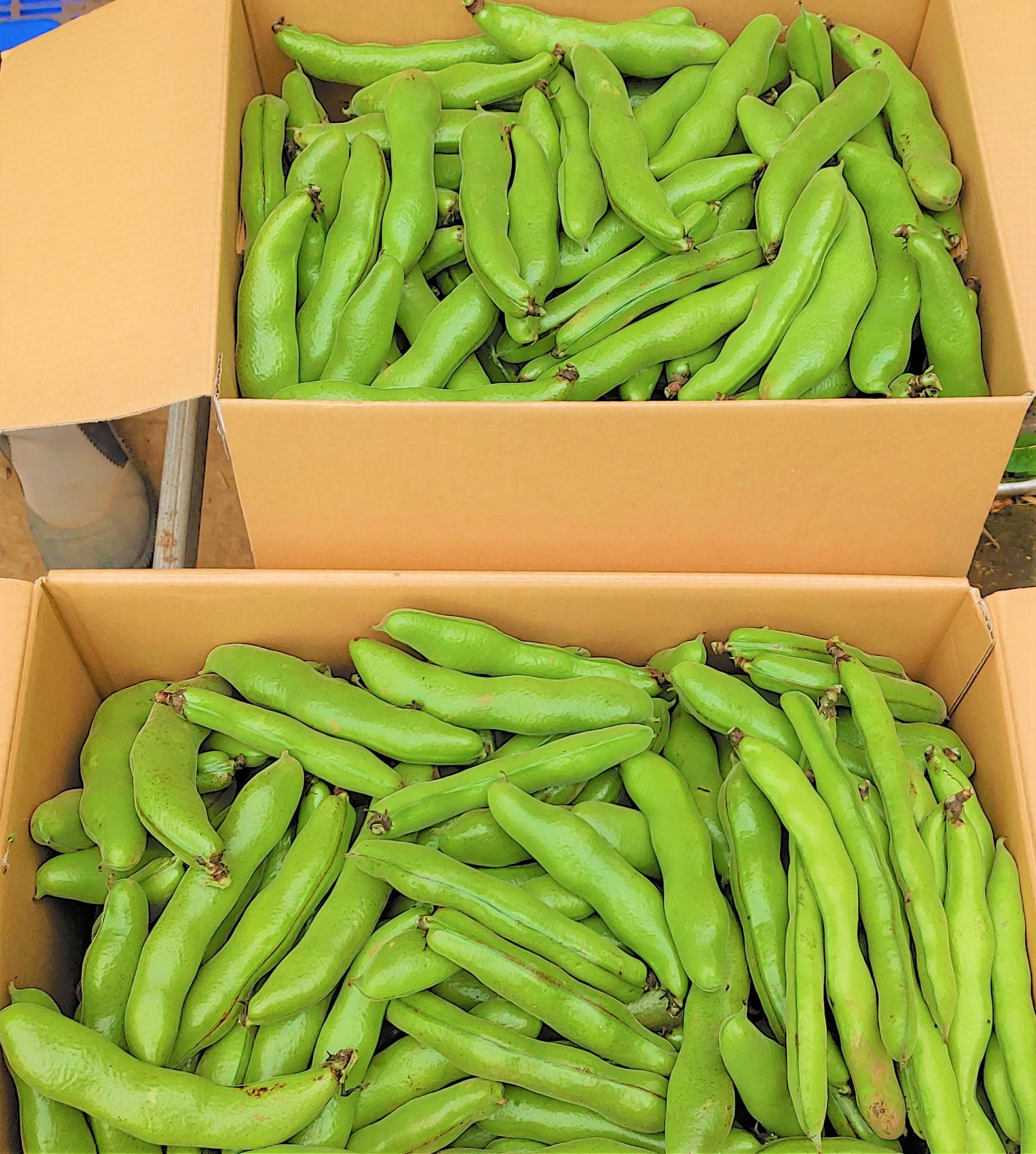 やさいバス そら豆 農薬 化学肥料不使用