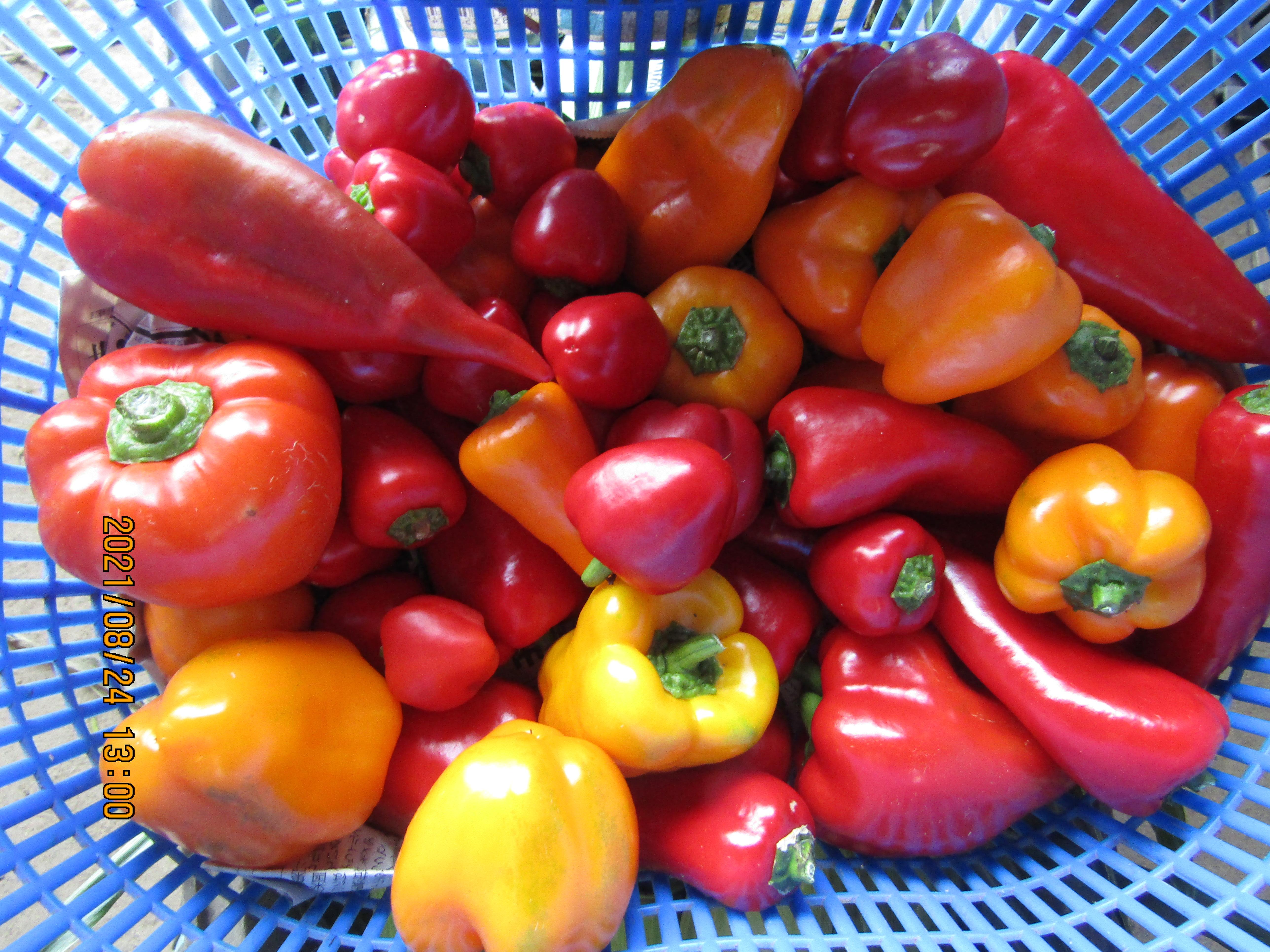 やさいバス ミックスパプリカ 無農薬無化学肥料