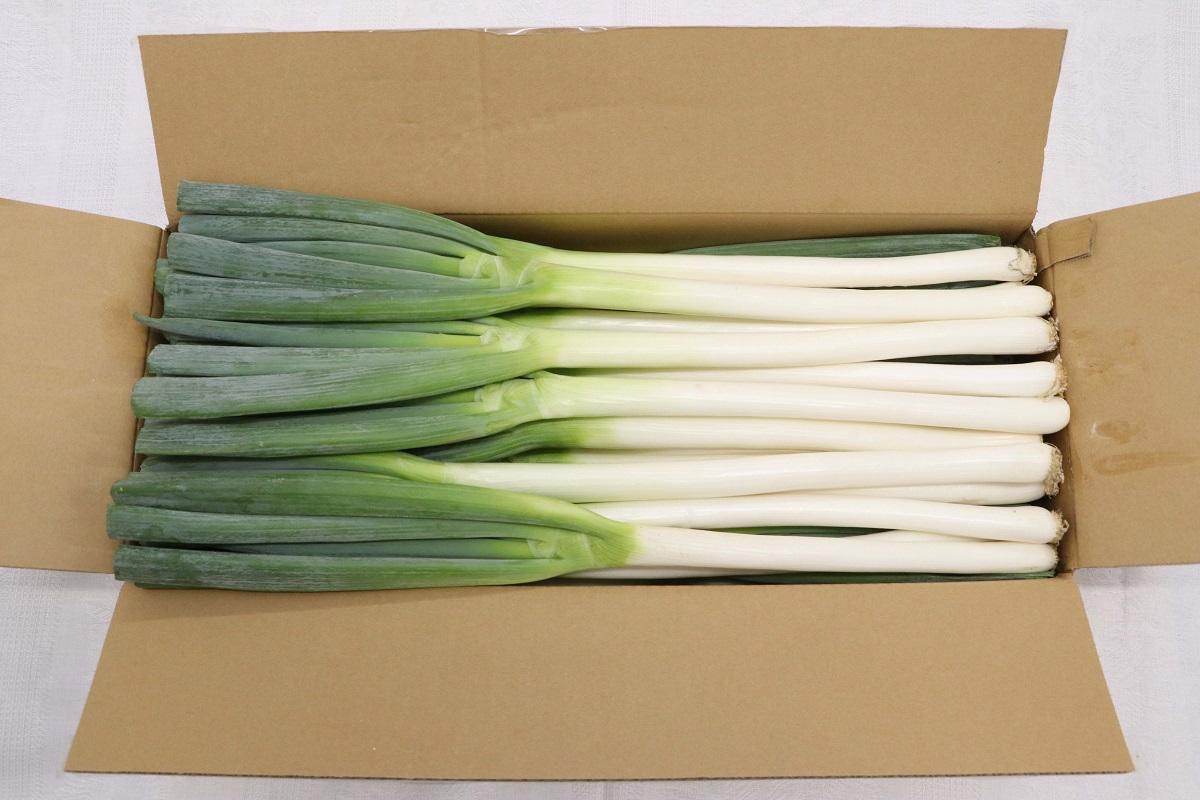 やさいバス Ja松本ハイランド産 白ネギ 2l 30本 約５