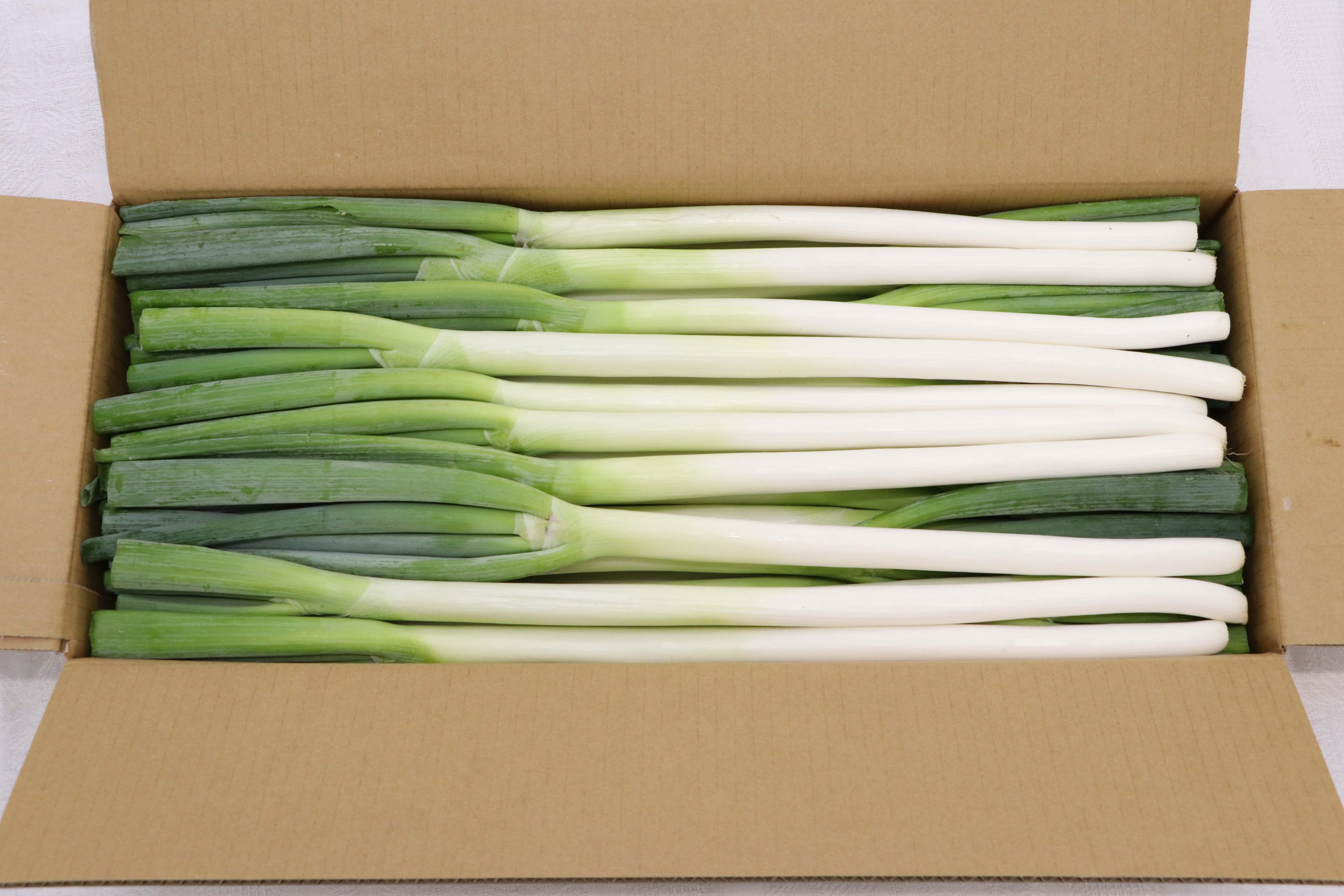 やさいバス Ja松本ハイランド産 白ネギ L 40本 約５