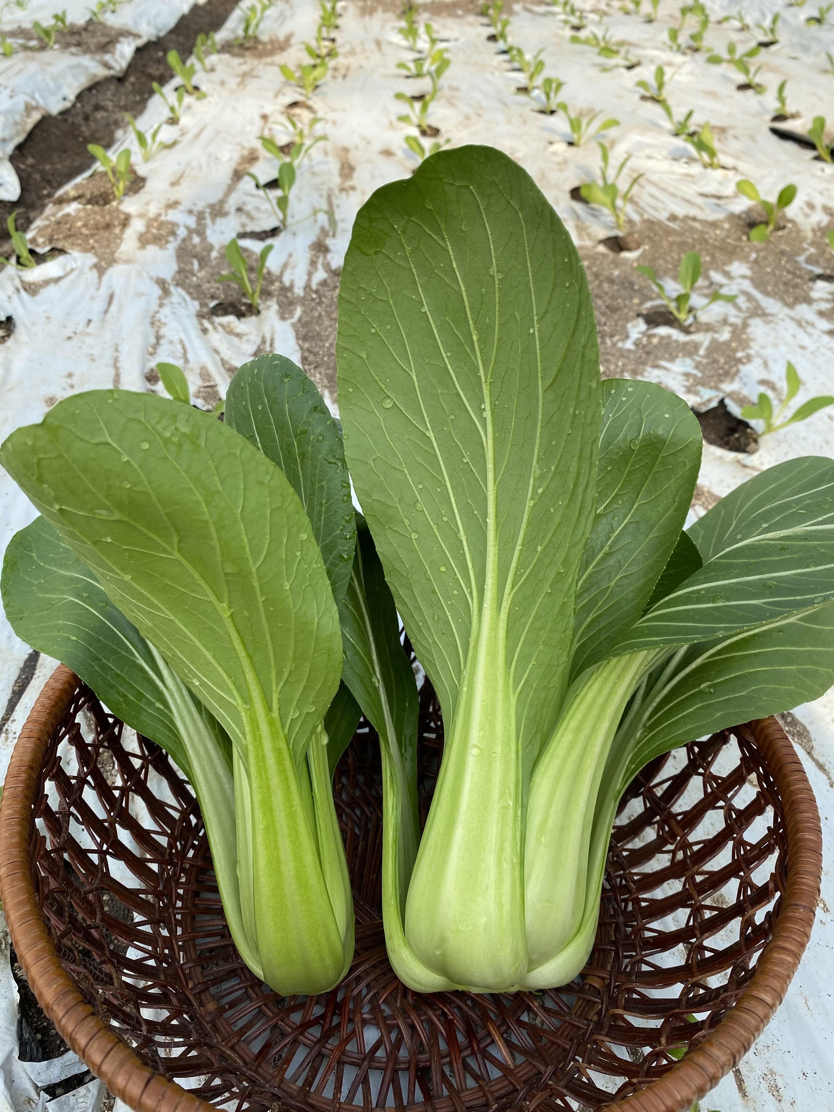 やさいバス うれしい規格外のチンゲン菜