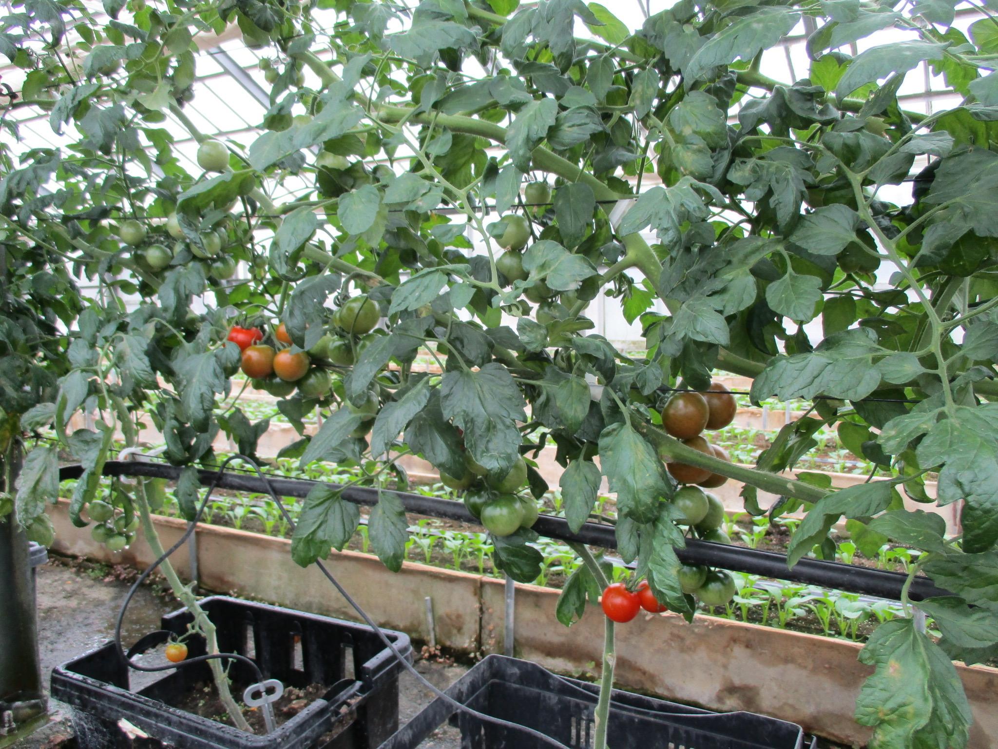 やさいバス 酒井畑のミニトマト 知多半島