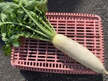 やさいバス 葉つき大根